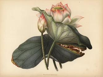 Indische Lotusblume, Nelumbo nucifera